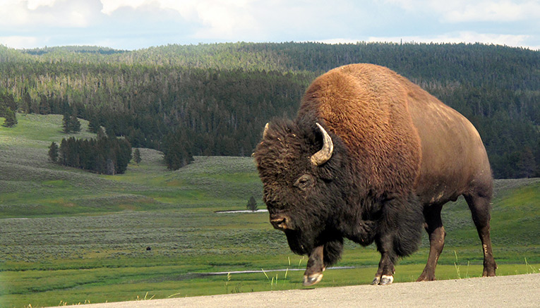 Mytq-yellowstone-multisport-5